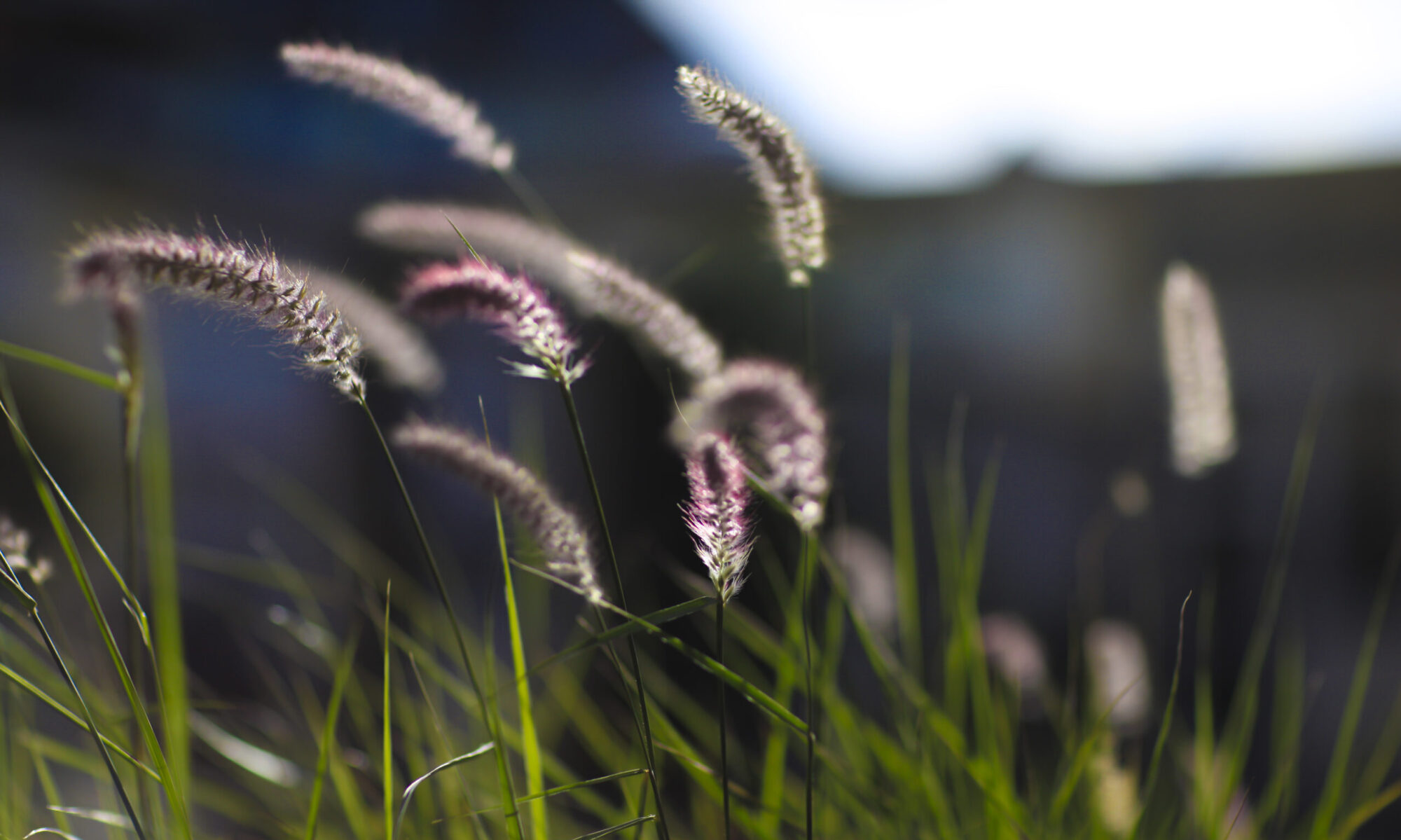 Gräser im Abendlicht